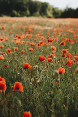 Alesia  Kozik - Explore a vibrant poppy field near Erfurt, Germany, showcasing a bright spring day.