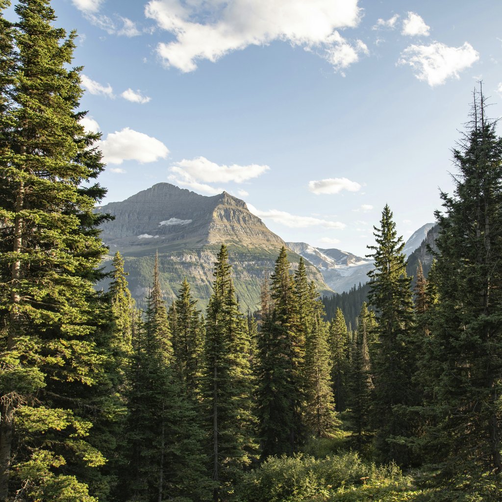 John De Leon - Breathtaking view of coniferous forest and mountains under a clear blue sky in Montana.
