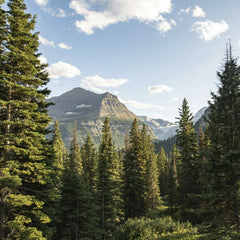 John De Leon - Breathtaking view of coniferous forest and mountains under a clear blue sky in Montana.