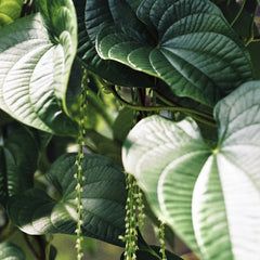 Atypeek Dgn - Green leaves of tropical plant with veins and relief texture growing in garden on summer day in orchard in nature