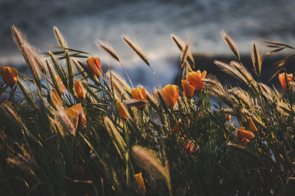 Tim Mossholder - Stunning shot of golden poppies and beach grass at sunset in Pismo Beach, California.