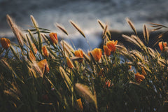 Tim Mossholder - Stunning shot of golden poppies and beach grass at sunset in Pismo Beach, California.