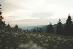 Orest Sv - A peaceful mountain meadow with blooming wildflowers and pine trees at dusk, showcasing nature's tranquility.