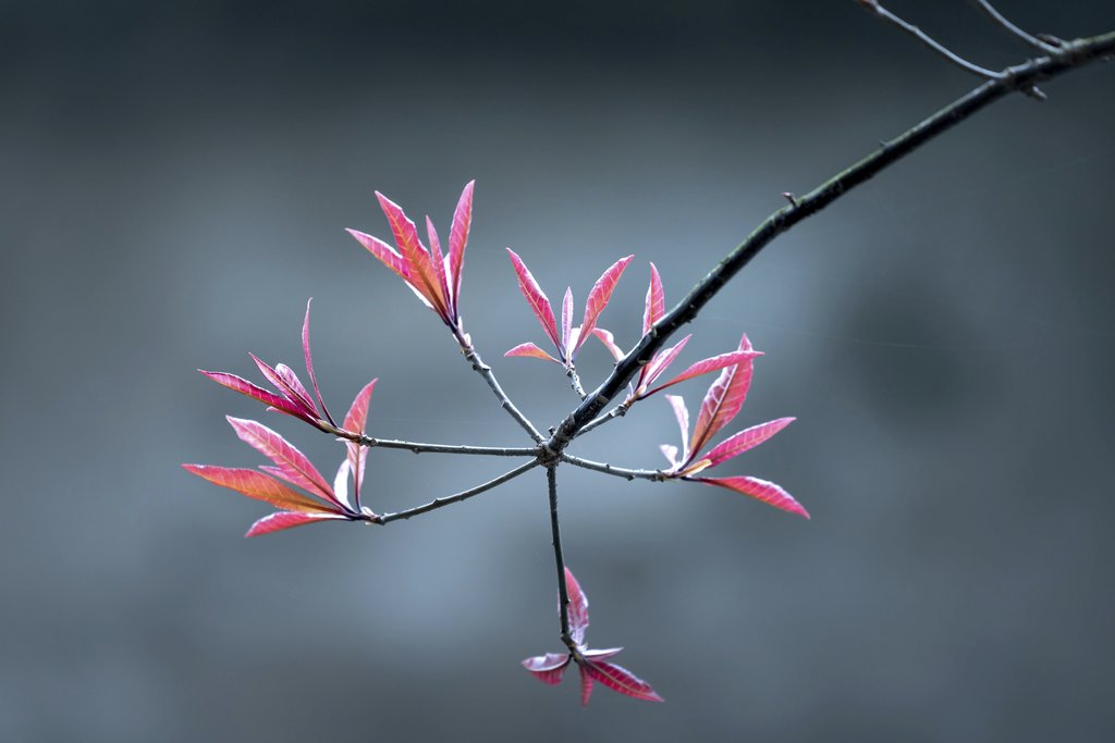 Quang Nguyen Vinh - A close-up of vibrant red leaves on a delicate branch against a soft background.
