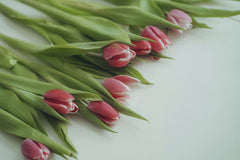 Anh Nguyen - A close-up of vibrant pink tulips with lush green leaves on a white background.