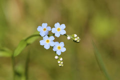 Petr Ganaj - A close-up photo capturing the delicate beauty of blue forget-me-not flowers in natural surroundings.