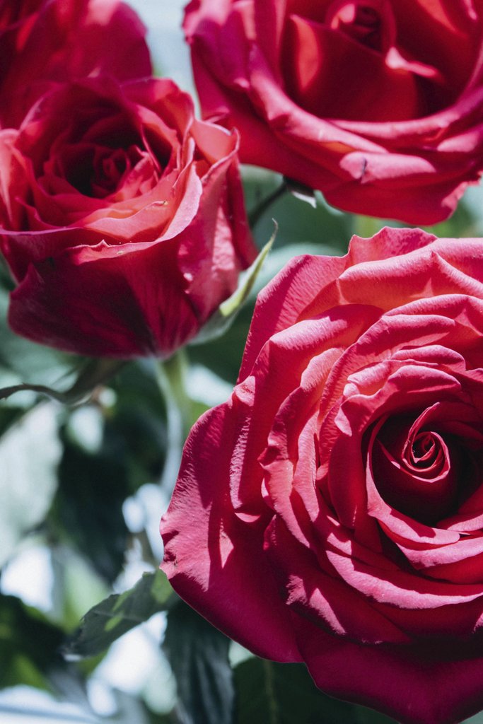 Liudmyla Shalimova - A close-up shot of vibrant red roses with lush petals in bright sunlight, showcasing floral beauty.