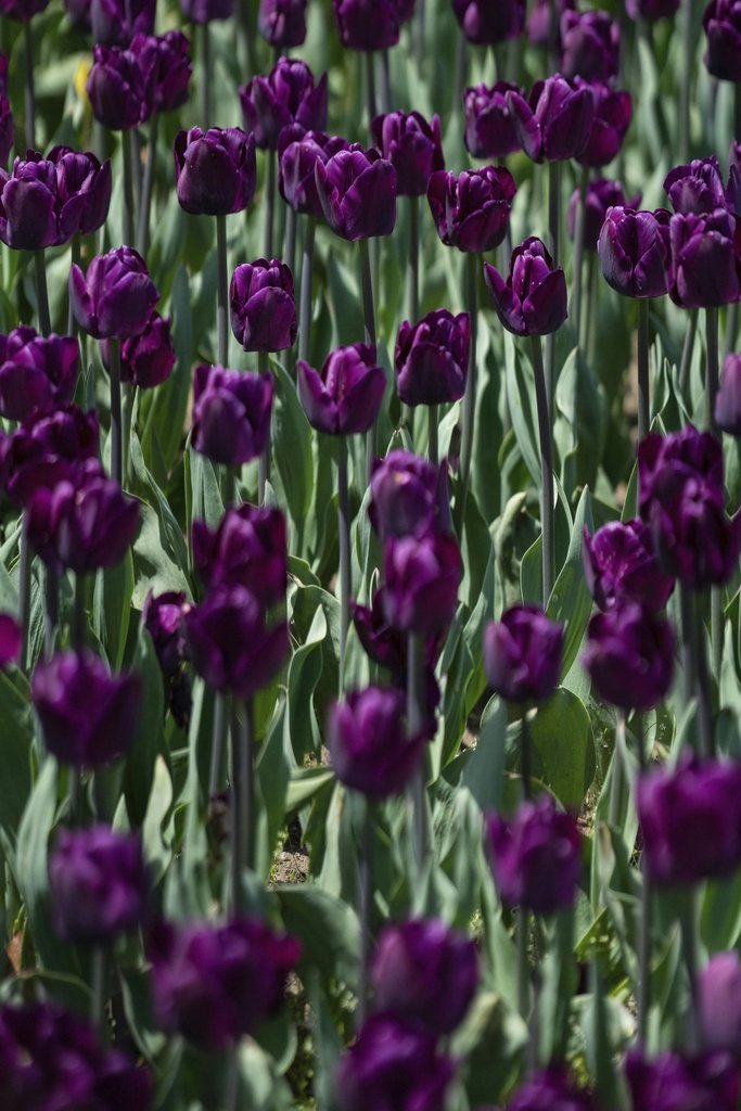 Scott Webb - Explore the vibrant purple tulip field blooming in spring in Burlington, Canada.