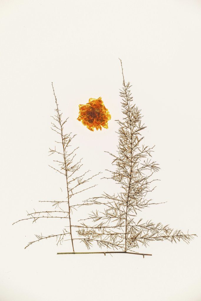 二牛 万 - Elegant minimalist floral artwork featuring delicate branches and an orange blossom.