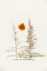 二牛 万 - Elegant minimalist floral artwork featuring delicate branches and an orange blossom.