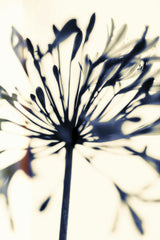 Tim Mossholder - A striking silhouette of an Agapanthus flower captured in a modern, artistic style against a light background.