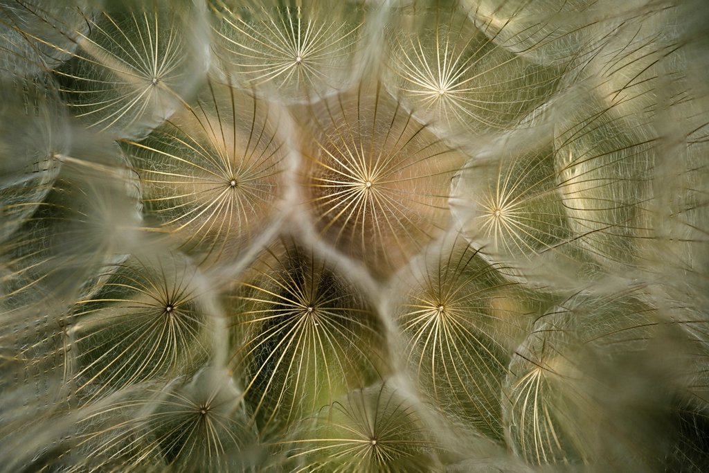 Dave Love - Extreme close-up of ripe dandelion seeds highlighting delicate and intricate details in nature.