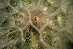 Dave Love - Extreme close-up of ripe dandelion seeds highlighting delicate and intricate details in nature.