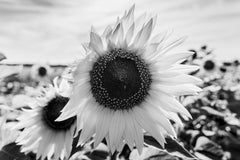 Raul Ling - A detailed black and white photograph of sunflowers in a field with a focus on textures and patterns.