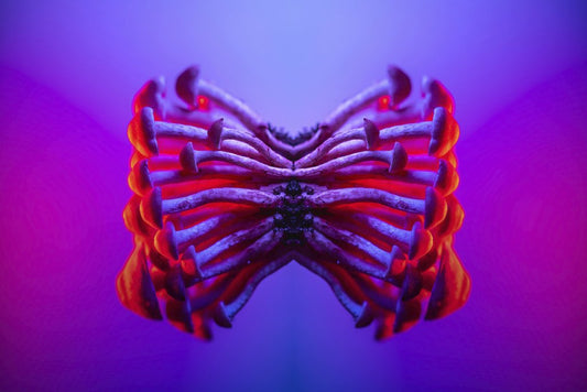 Marek Piwnicki - A vivid display of mirrored mushrooms with neon colors creating an abstract and mesmerizing effect.