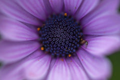 Manish Sharma - Stunning macro shot of a purple African daisy, showcasing intricate petal details.