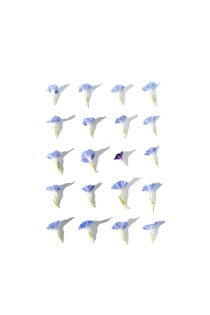 Evie Shaffer - Minimalist arrangement of light blue flowers with one purple standout on white.