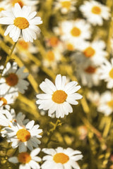 Yusuf Timur Çelik - A vibrant close-up of white chamomile flowers with yellow centers in a sunlit field.