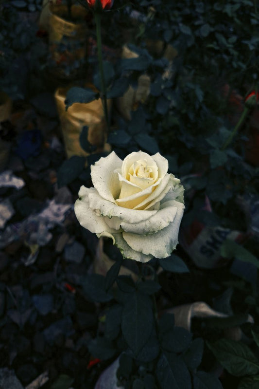 Ratul Al Muktadi - A beautiful white rose blooms amidst a dark garden backdrop, exuding elegance and serenity.