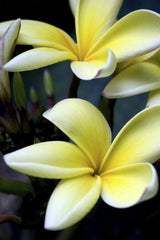 Pedro Gutierrez - Vibrant close-up of yellow Plumeria blossoms showcasing natural beauty in Caracas, Venezuela.