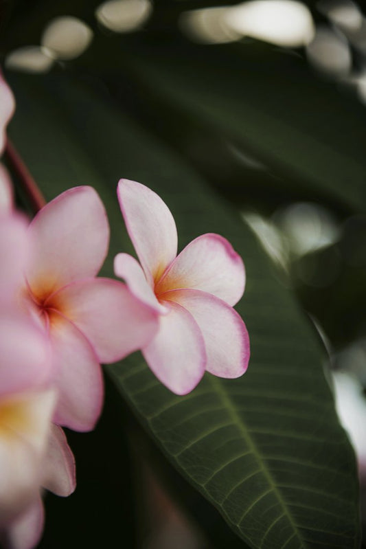 Tim Mossholder - A close-up of pink frangipani flowers with green foliage in Cancún, Mexico.