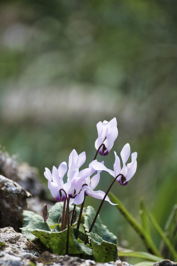 RON ROV - A close-up of delicate cyclamen flowers blooming in a natural setting, showcasing nature's beauty.