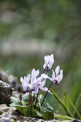 RON ROV - A close-up of delicate cyclamen flowers blooming in a natural setting, showcasing nature's beauty.