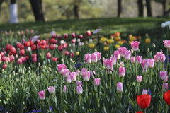Paul Bai - A colorful tulip garden captured during spring, showcasing vibrant pink, red, and yellow flowers in lush greenery.