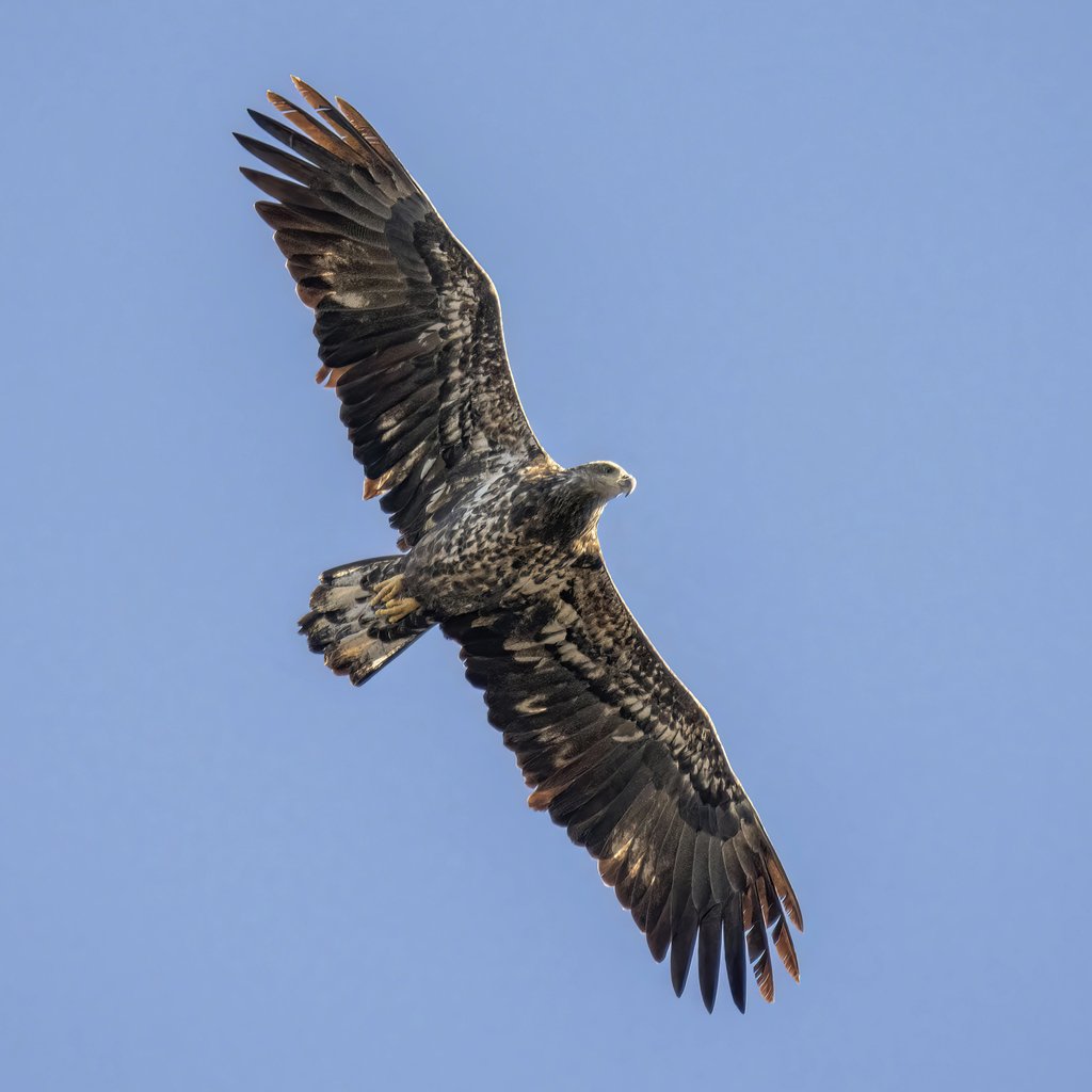 Tom Fisk - A bald eagle in flight showcases its powerful wings against a clear blue sky.
