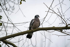 Gundula Vogel - A woodpigeon sits calmly on a bare branch in an autumn park setting.