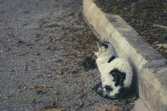 Engin Akyurt - Cute cat sitting on a street curb with fallen leaves, creating an autumn vibe.