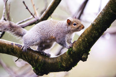 DANNIEL CORBIT - A vibrant close-up photo of a gray squirrel perched on a moss-covered tree branch.