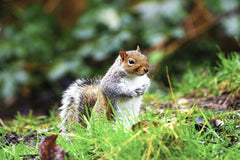 DANNIEL CORBIT - Adorable squirrel sitting in vibrant grass, capturing a peaceful moment in nature.