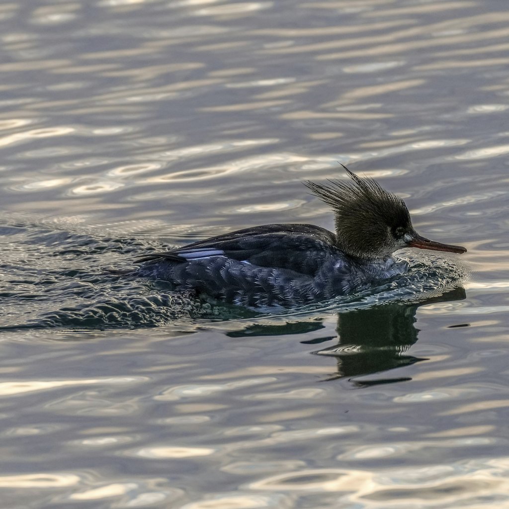 David Kanigan - Hooded Merganser Swimming On Tranquil Waters