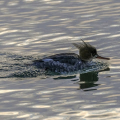 David Kanigan - Hooded Merganser Swimming On Tranquil Waters