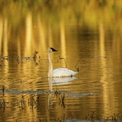 Tom Fisk - A Trumpeter Swan glides gracefully on a golden reflective pond in Minnesota, USA.