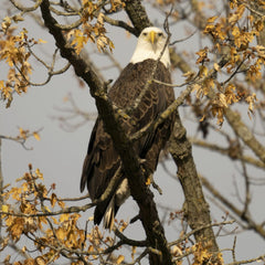 Tom Fisk - A stunning close-up of a bald eagle perched on a tree amidst fall foliage in Nelson, WI.