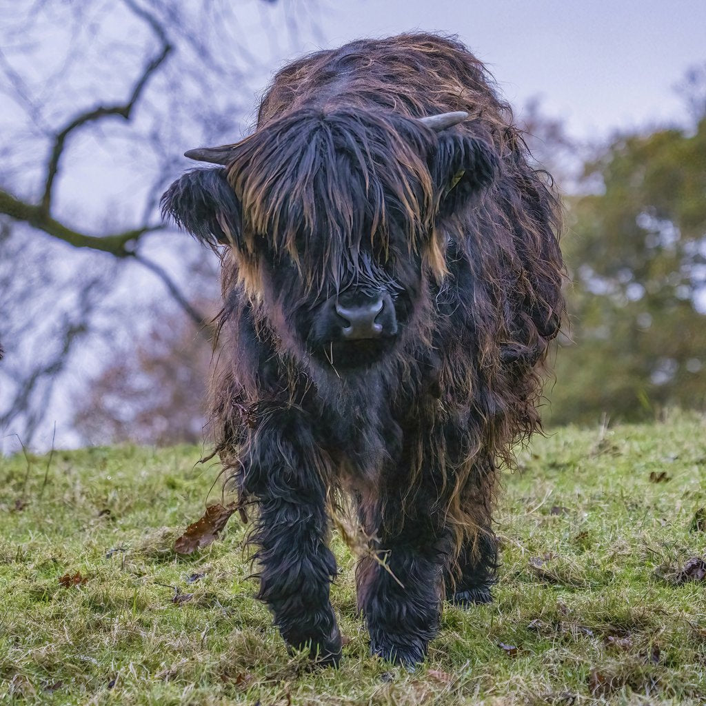 chris clark - A close-up of a Highland calf grazing on a lush green meadow with a scenic backdrop.