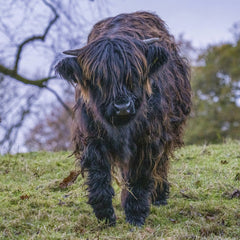 chris clark - A close-up of a Highland calf grazing on a lush green meadow with a scenic backdrop.