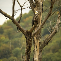 Tom Fisk - A majestic bald eagle perched on a bare tree in Tell, Wisconsin, showcasing wildlife in a natural setting.