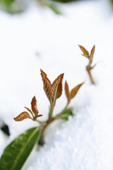 Kino - Close-up of emerging leaves breaking through the snow in spring.
