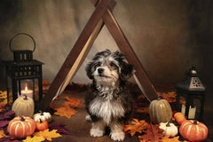 Anyana Webb - Cute puppy surrounded by pumpkins and lanterns, perfect for fall or Halloween themes.