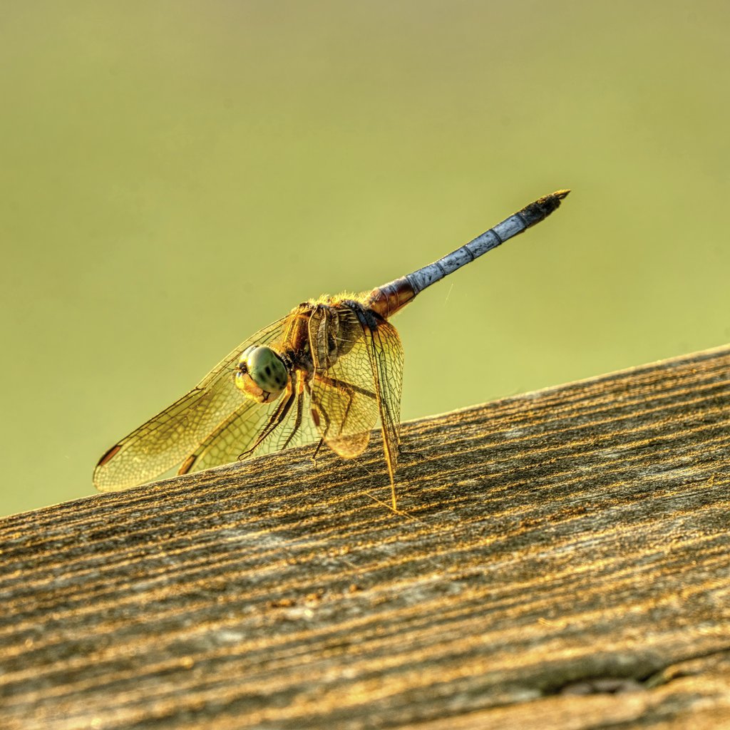 Tom Fisk - Close-up image of a dragonfly perched on a wooden surface, captured in Alma, WI.