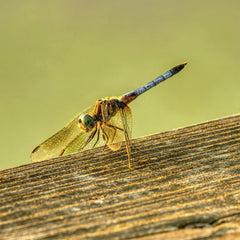 Tom Fisk - Close-up image of a dragonfly perched on a wooden surface, captured in Alma, WI.
