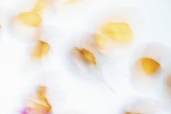 二牛 万 - A dreamy defocused abstract image with soft blurred flowers and warm colors.