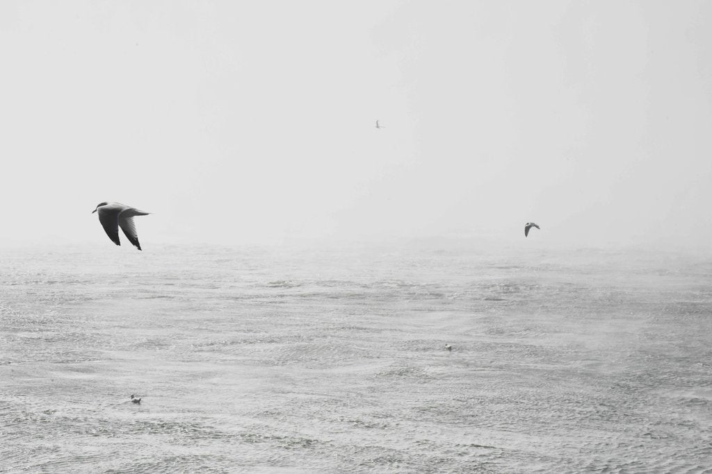 David Yu - Seagulls glide over a serene ocean scene in a minimalist black and white style, capturing freedom and tranquility.