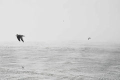 David Yu - Seagulls glide over a serene ocean scene in a minimalist black and white style, capturing freedom and tranquility.