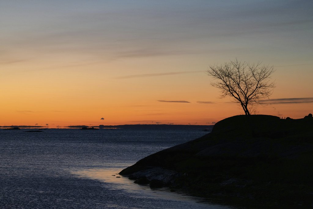 David Kanigan - Peaceful sunrise at Cove Island Park in Stamford, Connecticut, with a silhouetted tree and calm waters.