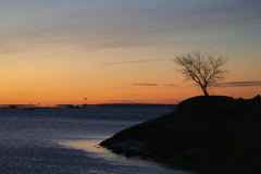 David Kanigan - Peaceful sunrise at Cove Island Park in Stamford, Connecticut, with a silhouetted tree and calm waters.