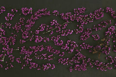 Evie Shaffer - Artistic arrangement of purple blossoms against a dark backdrop, perfect for creative projects.
